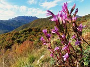 Madonna delle Cime sul Corno Zuccone da Reggetto di Vedeseta-11ott24- FOTOGALLERY